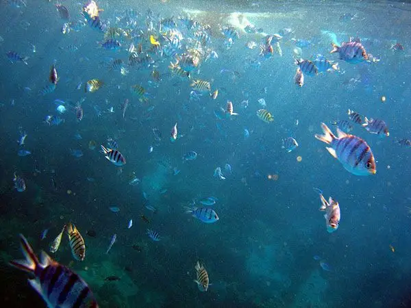 The snorkeling trip to Koh Rang will surprise you with many coloured fish