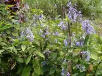 Beautiful flowers everywhere