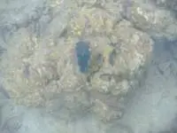 Just below the watersurface