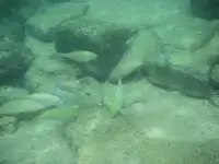 Even the fish seem to be on a vacation at the Koh Kood Resort