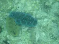 Amazing colors by underwater corals