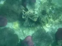 More of our fine coral