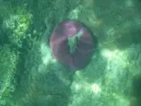 Coral right in front of the koh kood resort