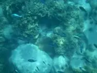 Live Coral everywhere you look in Koh Kood