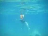 Many underwater species around Koh Kood