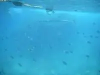 Fish protect you on a snorkeling trip to four islands