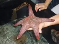 Star fish are a bit bigger here